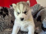 Magnifiques chiots Husky de Sibérie LOF à vendre