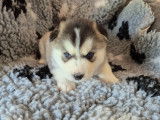 Magnifiques chiots Husky de Sibérie LOF à vendre