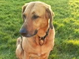Disponible à l'adoption : chienne Broholmer sable