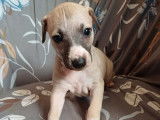 À réserver, 6 chiots Whippet LOF