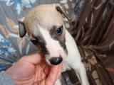 À réserver, 6 chiots Whippet LOF