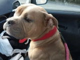 À adopter : chienne Bull Terrier Miniature de 2 ans