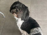 En attente d’adoption : chien Shih Tzu noir et blanc