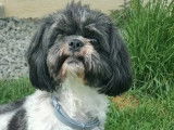 En attente d’adoption : chien Shih Tzu noir et blanc