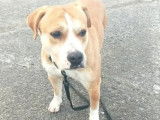 Chienne marron et blanche à adopter