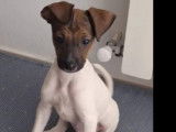 Chiot mâle de 4 mois disponible à l'adoption