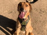 Disponible à l'adoption, chien au pelage caramel