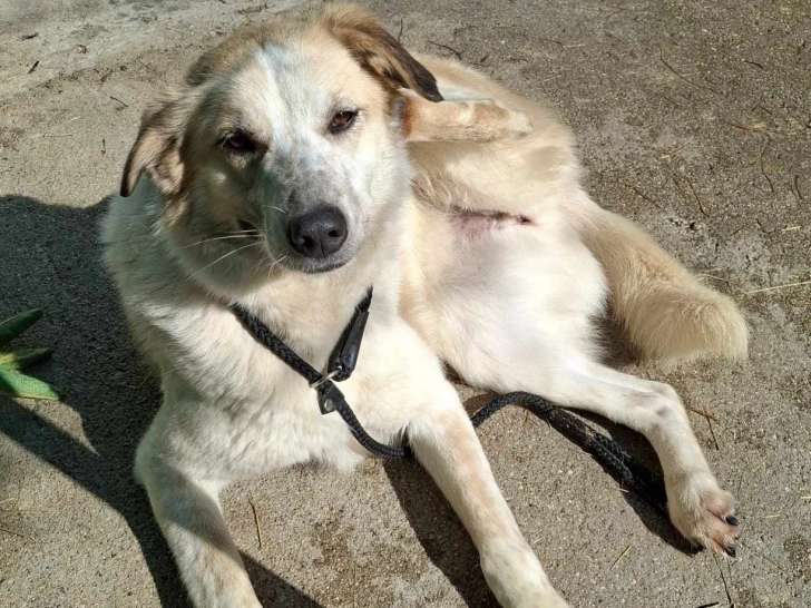 En attente d'adoption, chienne de 4 ans