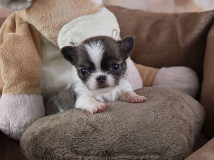 Mâle miniature  Chihuahua à poil longs avec pedigree à vendre