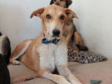 Thekkla, chienne senior à adopter