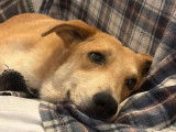 Thekkla, chienne senior à adopter