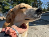 Thekkla, chienne senior à adopter