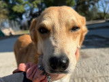 Thekkla, chienne senior à adopter