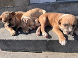 Chiots American Bully à vendre