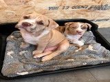 Chiots American Bully à vendre