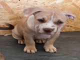 Chiots American Bully à vendre