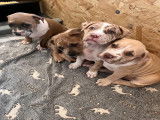 Chiots American Bully à vendre