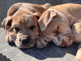 Chiots American Bully à vendre