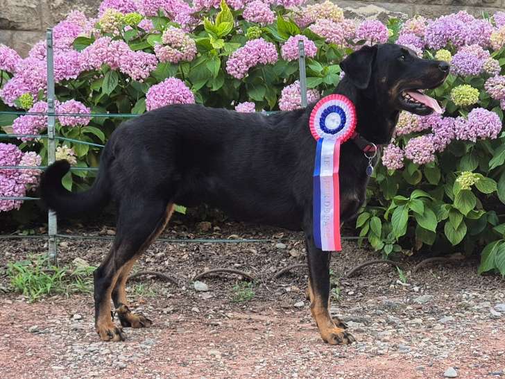 Étalon Berger de Beauce cotation 4 dys A/A disponible pour saillie