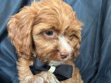 mâle cavapoo