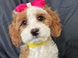 femelle cavapoo