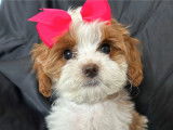 femelle cavapoo
