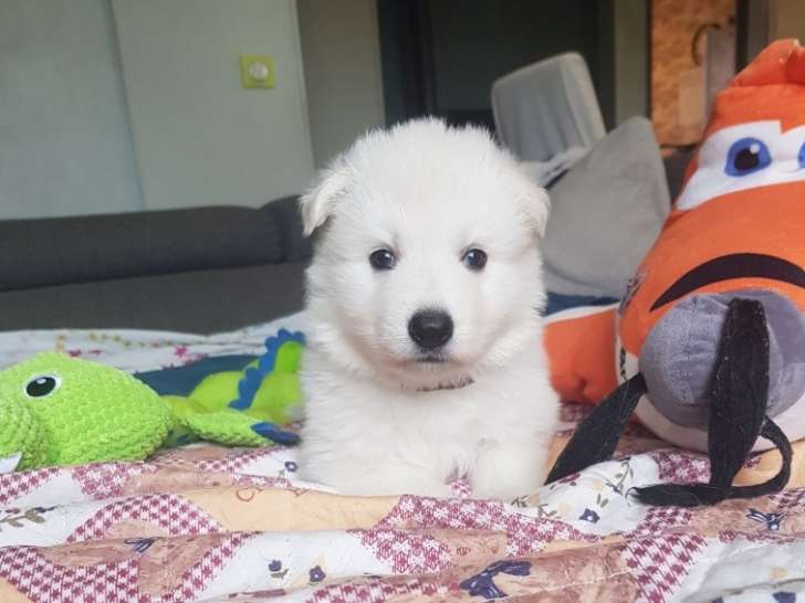 Chiots Berger Blanc Suisse LOF à réserver