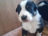 Chiots Border Collie à vendre