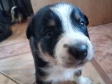 Chiots Border Collie à vendre