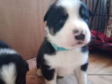 Chiots Border Collie à vendre