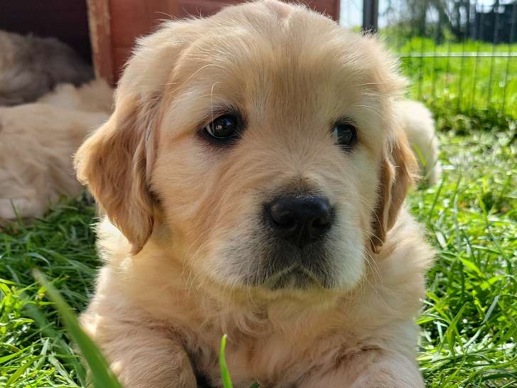 Chiots Golden Retriever à vendre
