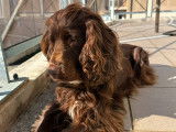 Recherche femelle Cocker caramel pour saillie