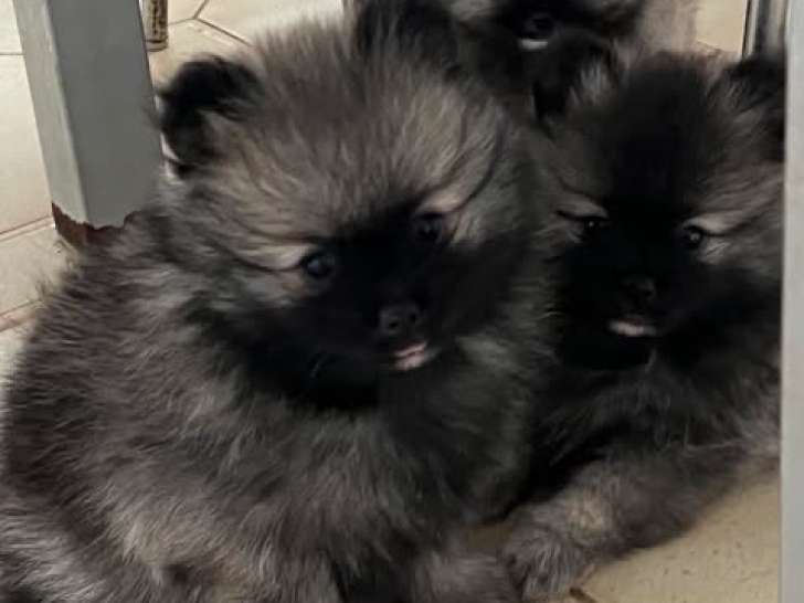 Chiot mâle Spitz Allemand gris loup LOF à vendre
