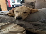 Femelle Golden Retriever à vendre