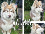 Disponible à l'adoption : chiot femelle Malamute d’Alaska de 5 mois