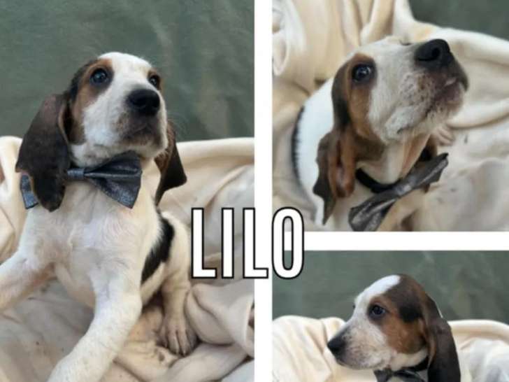 Chiot femelle de 2 mois en attente d'adoption