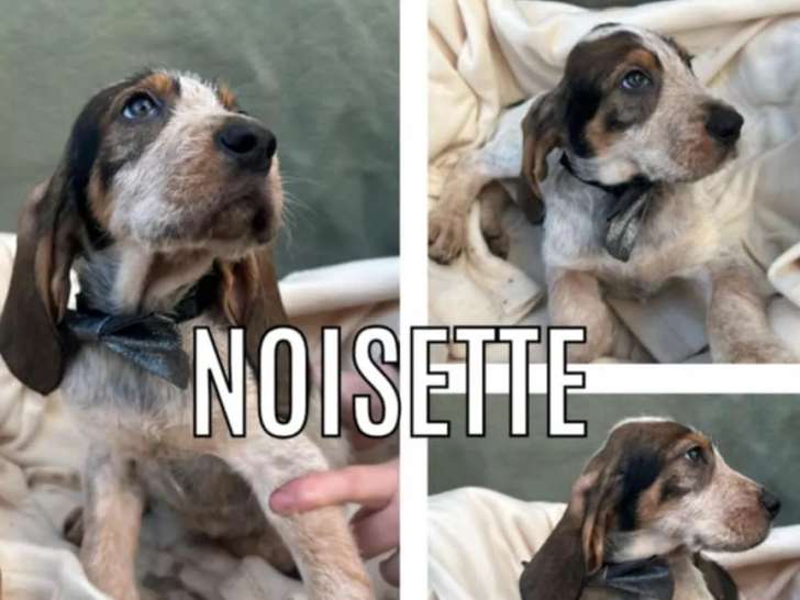 À la recherche d'un foyer, chiot femelle au pelage tricolore