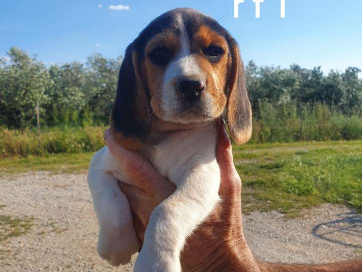 Chiots Beagle LOF à vendre