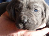 Chiots Cane Corso non lof  à vendre