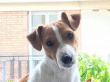 Mâle Jack Russel LOF disponible pour saillie