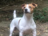 Mâle Jack Russel LOF disponible pour saillie