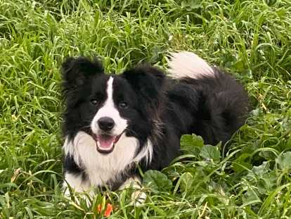Très beau Border Collie de une année à vendre