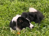 Très beau Border Collie de une année à vendre