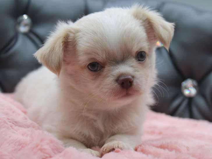 Magnifique petit mâle Chihuahua à poil long à vendre
