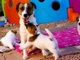 Chiots Jack Russell Terrier LOF à vendre
