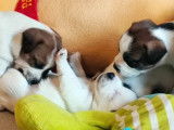 Chiots Jack Russell Terrier LOF à vendre