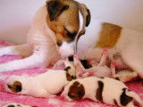 Chiots Jack Russell Terrier LOF à vendre