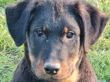 6 chiots mâles Beaucerons disponibles à la réservation (LOF)