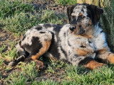6 chiots mâles Beaucerons disponibles à la réservation (LOF)