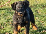 6 chiots mâles Beaucerons disponibles à la réservation (LOF)